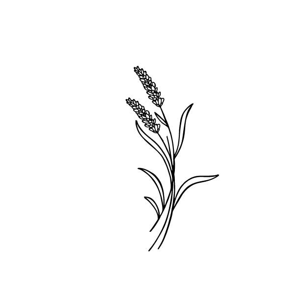 Lavendel